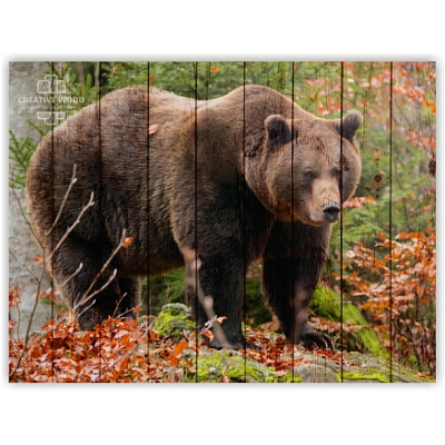 Картины ZOO - 32 Медведь в лесу, ZOO, Creative Wood
